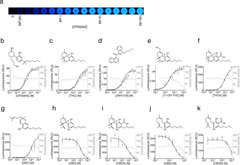 A cannabinoid biosensor with a luciferase reporter.a The biosensor strain KM206 employs a luciferase reporter. It was incubated with a dilution series of CP55940 ranging from 100 pM to 100 nM and photographed it with a cell phone camera. This resulted in a clearly visible signal until 100 pM CP55940. b–k The response of the strain KM206 to different cannabinoids (black) was determined by incubating with a dilution series of each ligand and the resulting luminescent signal was measured using a plate reader. Control curves (gray) depict the effect of the corresponding concentrations of each ligand on the control strain KM207 activated with 1 mM adenosine. b Dose response of the strong synthetic cannabinoid CP55940. c Dose–response curve with THC, the main cannabinoid from cannabis. d Dose–response curve with 11-OH-THC, the liver metabolite of THC. e Dose–response curve of the structurally unrelated strong synthetic cannabinoid JWH-018. f–k Dose–response curves of the cannabis constituents (-)-trans-Δ9-tetrahydrocannabinolic acid (THCA), cannabichromene (CBC), cannabidiol (CBD), cannabidiolic acid (CBDA), cannabigerol (CBG) and cannabigerolic acid (CBGA) respectively. Data presented as mean + /− standard deviation. n = 3 biologically independent samples. Source data are provided in the Source Data file.