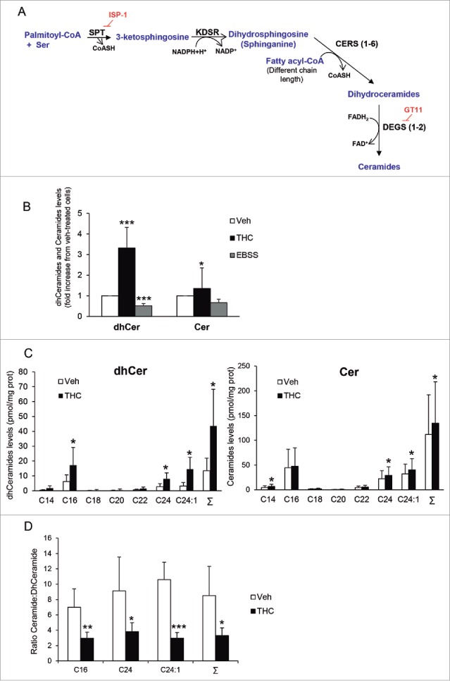 THC, but not nutrient deprivation, stimulates sphingolipid synthesis de novo, enhances dihydroceramide levels and modifies the ceramide:dihydroceramide ratio in the microsomal fraction of U87MG cells. (A) Scheme depicting the pathway of sphingolipid synthesis de novo. SPT (serine palmitoyltransferase) catalyzes the condensation of serine and palmitoyl-CoA to produce 3-ketosphinganine. KDSR (3-ketodihydrosphingosine reductase) catalyzes the reduction of 3-ketosphinganine to dihydrosphingosine (sphinganine). The next reaction is catalyzed by CERS1 to CERS6 (each isoform of this enzyme has selectivity for fatty acyl-CoAs with different chain length). CERSs convert dihydrosphingosine into the different molecular species of dihydroceramides, which are subsequently transformed into ceramides by the insertion of a 4, 5-trans double bond catalyzed by the enzymes DEGS1 and DEGS2. ISP-1 and GT11 are pharmacological inhibitors of SPT and DEGS, respectively (B) Effect of THC treatment (6 µM, 6 h) and nutrient deprivation (EBSS; 6 h) on the levels of total ceramides and dihydroceramides found in the microsomal fraction of U87MG cells. Data are expressed as the mean fold change in the levels of total dihydroceramides and total ceramides ± s.d. relative to vehicle-treated cells (n = 4; ***, P< 0.001 and *, P < 0.05 from vehicle-treated cells). (C) Effect of THC treatment (6 µM, 6 h) on the levels of the different molecular species of dihydroceramides (left panel) and ceramides (right panel) found in the microsomal fraction of U87MG cells. Data are expressed in pmol of sphingolipid per mg of protein (mean ± s.d; n = 5; *, P < 0.05 from vehicle-treated cells). Σ indicates the total content in ceramide or dihydroceramide (expressed as the sum of the individual molecular species of ceramide or dihydroceramide detected in these analyses) (D) Effect of THC treatment (6 µM; 6 h) on the ceramide:dihydroceramide ratio ± s.d. found in the microsomal fraction of U87MG cells. (n = 5; ***, P < 0.001; **, P < 0.01; and *, P < 0.05 from vehicle-treated cells). Note that THC treatment produces an increase in the levels of different species of dihydroceramides, which leads to a change in the ratio of both types of sphingolipids in the microsomal fraction of U87MG cells.