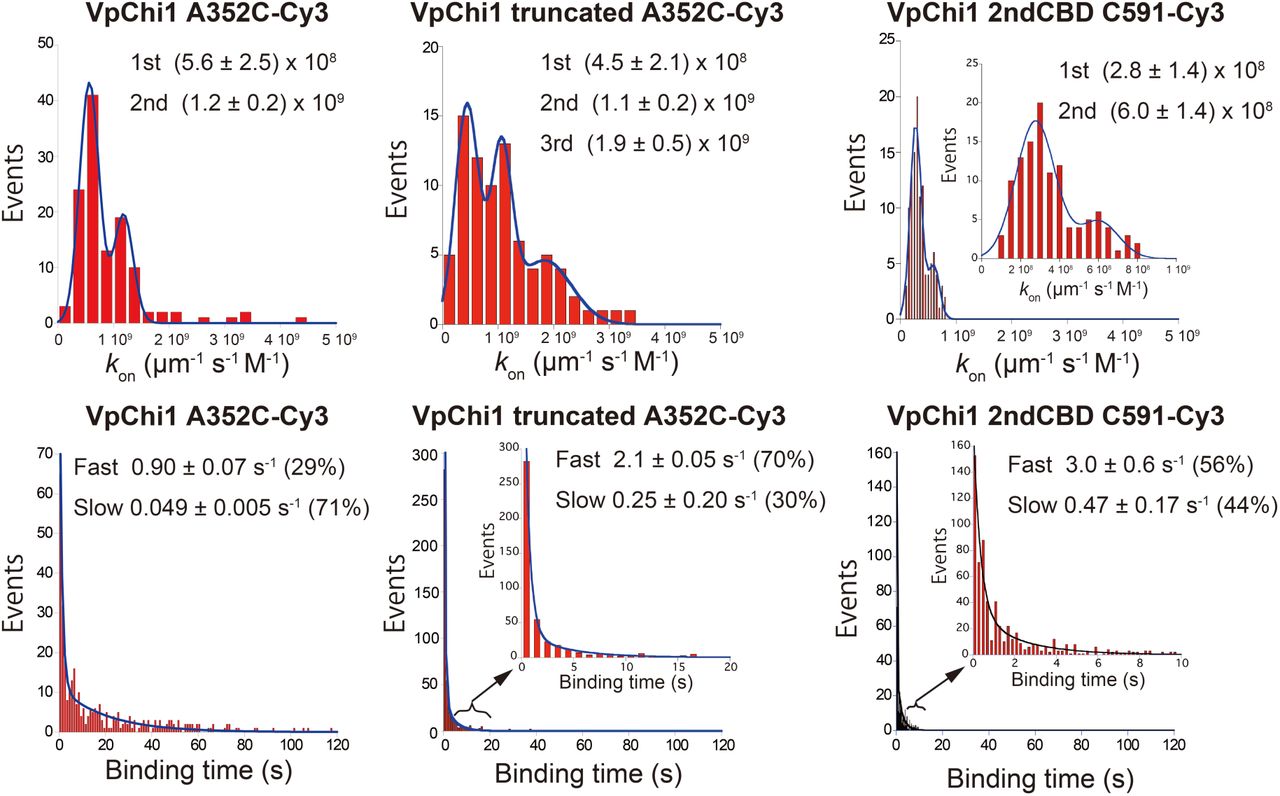 Analysis of binding and dissociation rate constants of VpChi1 and truncated mutant.Distributions of binding rate constants were fitted using a sum of Gaussian functions, whereas binding-time distributions were fitted using a sum of exponential decay functions to resolve fast and slow dissociation states.