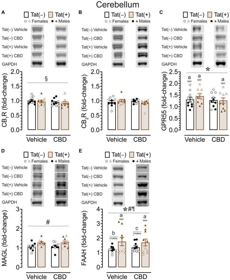 CB1R, CB2R, GPR55, MAGL and FAAH expression levels in the cerebellum. CB1R, CB2R, GPR55, MAGL, and FAAH expression levels were assessed in the cerebellum of vehicle and acute CBD-treated Tat transgenic mice via Western blot. Data were normalized to the housekeeping protein GAPDH and fold-change was calculated using a control sample represented on all blots. (A) Representative immunoblots for CB1R and GAPDH (top). CB1R protein expression demonstrated a significant drug x sex x genotype interaction, but no significant group differences were noted for multiple comparisons (bar graph, bottom). (B) Representative immunoblots for CB2R and GAPDH (top). CB2R expression was not significantly altered in any group (bar graph, bottom). (C) Representative immunoblots for GPR55 and GAPDH (top). GPR55 expression was significantly altered by sex, with upregulated GPR55 expression levels in female mice compared to males for vehicle-exposed Tat(−) mice, vehicle-exposed Tat(+) mice, and CBD-exposed Tat(+) mice (bar graph, bottom). (D) Representative immunoblots for MAGL and GAPDH (top). MAGL expression demonstrated a significant genotype effect, but no significant group differences were noted for multiple comparisons (bar graph, bottom). (E) Representative immunoblots for FAAH and GAPDH (top). FAAH expression demonstrated a significant effect of genotype, sex, and genotype x sex interaction, with lower FAAH expression levels in female mice compared to males for vehicle-exposed Tat(+) mice, and CBD-exposed Tat(+) mice (bar graph, bottom). Further, higher FAAH enzyme expression levels were noted in vehicle-exposed Tat(+) males compared to vehicle-exposed Tat(−) males, and in CBD-exposed Tat(+) males compared to CBD-exposed Tat(−) males (bar graph, bottom). All data are expressed as mean ± the standard error of the mean (SEM). Statistical significance was assessed by ANOVAs followed by Tukey’s hoc comparisons when appropriate; *p < 0.001 main effect of sex; #p < 0.01 main effect of genotype; ¶p < 0.001 sex x genotype interaction; §p < 0.001 drug x sex x genotype interaction; ap < 0.05 females vs. males within the group specified by the vertical bar; bp < 0.001 vehicle-exposed Tat(−) males compared to vehicle-exposed Tat(+) males; cp = 0.009 in CBD-exposed Tat(−) males compared to CBD-exposed Tat(+) males. CBD dose = 30 mg/kg. n = 9–10 mice per group; open circles and open triangles are female data points, closed circles and closed triangles are male data points.