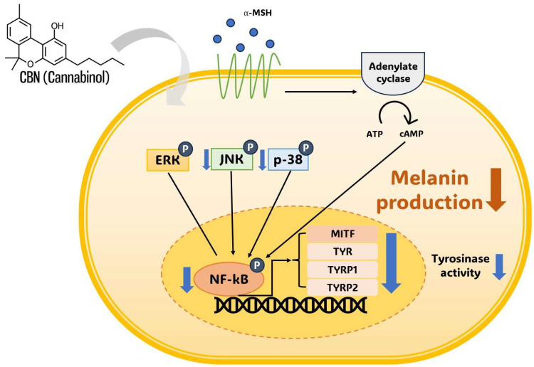 Schematic representation of cannabinol (CBN)-mediated anti-melanogenesis mechanism in B16F10 melanoma cells. Cannabinol (CBN) suppresses melanin production and tyrosinase activity by modulating key intracellular signaling pathways. Simultaneously, CBN modulates the MAPK pathway (JNK and p38) and suppresses the nuclear activity of the transcription factor NF-κB. The convergence of these inhibitory signals ultimately downregulates the expression of the master transcription factor MITF, which, in turn, decreases the expression of melanogenic enzymes, including TYR, TYRP1, and TYRP2. Arrows indicate signal flow (thin black) or CBN action (thick gray). ‘P’ in a blue circle denotes phosphorylation. Blue downward arrows indicate CBN-induced inhibition or downregulation of the target.