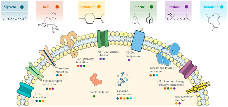 Illustration summarizing the main molecular targets and mechanisms of action of selected cannabis-derived terpenes involved in analgesic and anti-inflammatory pathways. Each coloured dot corresponds to a specific terpene and its associated interaction or effect on cellular signalling pathways. Abbreviations: BCP—β-Caryophyllene, TRPV1—Transient Receptor Potential Vanilloid 1, CB—Cannabinoid, TLR4—Toll-Like Receptor 4, Na+/Ca2+—Sodium/Calcium channels, NMDA—N-Methyl-D-Aspartate receptor, AChE—Acetylcholinesterase, PPAR-γ—Peroxisome Proliferator-Activated Receptor gamma, GABA—Gamma-Aminobutyric Acid, A2A—Adenosine receptor subtype A2A.