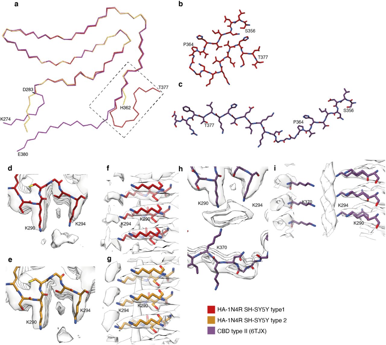 Comparison of the seeded structure and the structure of the seeds from corticobasal degeneration.a. Overlay of main-chain traces of the seeded structures (type 1 in red; type 2 in orange) and the type II filaments from corticobasal degeneration (CBD in purple) aligned on residues 283-362. b. Detailed view of residues 356-377 in the type 1 seeded structure. c. Detailed view of residues 356-380 in the CBD Type II filament. d-e. Top and side views of the extra density in the type 1 seeded structure. f-g. Top and side views of the extra density in the type 2 seeded structure. h-i. Top and side views of the extra density in the CBD type II filament.