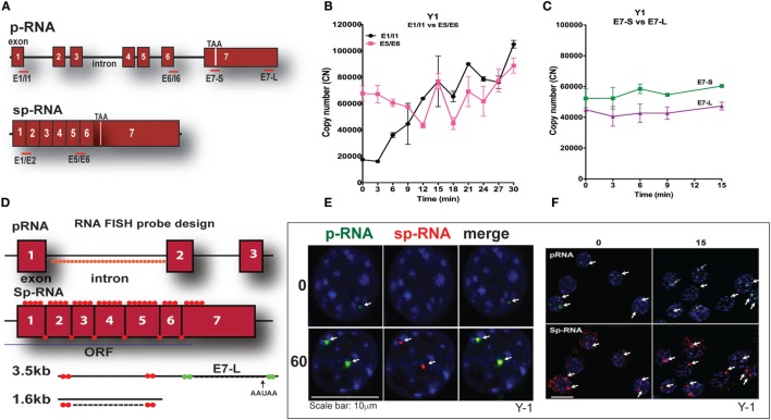 PCR determination of acute activation of StAR transcription in Y-1 adrenal cells. (A) Design of PCR primers for StAR p-RNA and sp-RNA/mRNA. (B) PCR time course for Y-1 cells [p-RNA (E1/I1) versus sp-RNA (E5/E6)] (0–30 min every 3 min). (C) PCR time course for E7-S and E7-L (0–15 min). (D) HR-FISH 20-mer fluorescent probes for StAR p-RNA and sp-RNA/mRNA. (E) Co-expression of p-RNA and sp-RNA at StAR loci in Y-1 cells after 60 min of stimulation. (F) Locus changes and cytoplasmic mRNA in Y-1 cells under basal conditions and after acute activation for 15 min (p-RNA versus sp-RNA) (sensitivity is high for mRNA detection).