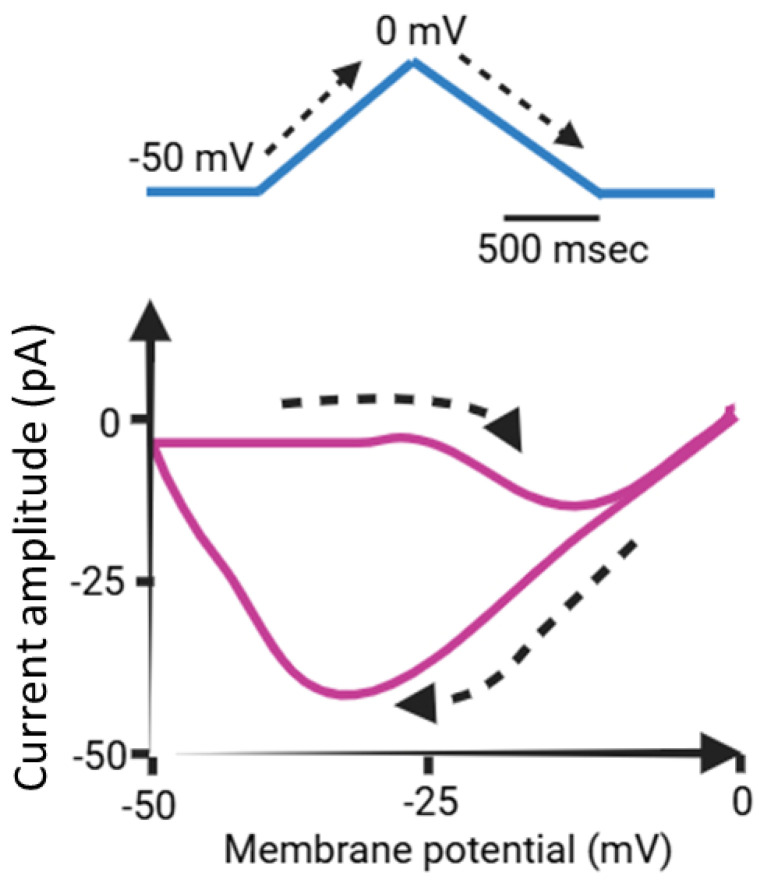 Simplified graphic representation of voltage-dependent hysteresis (Hys(V)) in IK(M). The upper panel illustrates a schematic of a prolonged upright isosceles-triangular waveform, representing a double ramp voltage (Vramp) protocol applied over 2 s. The lower panel shows the relationship between voltage and whole-cell IK(M), emphasizing the Hys(V) behavior, highlighted in purple. The dashed black lines in the upper and lower panels indicate the trajectories of the applied potential and the resulting current trace over time, respectively.