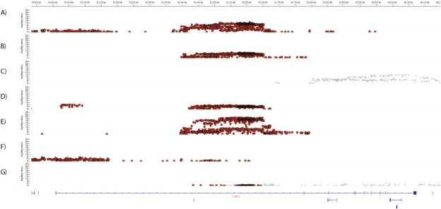 IGV regional plot of associations of SNPs with expression levels of CADM2 in (A) subcutaneous adipose tissue, (B) visceral adipose tissue, (C) brain-cerebellum, (D) heart-left ventricle, (E) skeletal muscle, (F) lung and (G) tibial nerve. Position in base pairs is given on the X-axis (top) and in relation to the gene (bottom). The Y-axis gives the p value for the association in each tissue. Red indicates SNPs with significant associations with CADM2 (at FDR < 5%), Grey indicates SNPs with significant associations with CADM2-AS1 (at FDR < 5%).