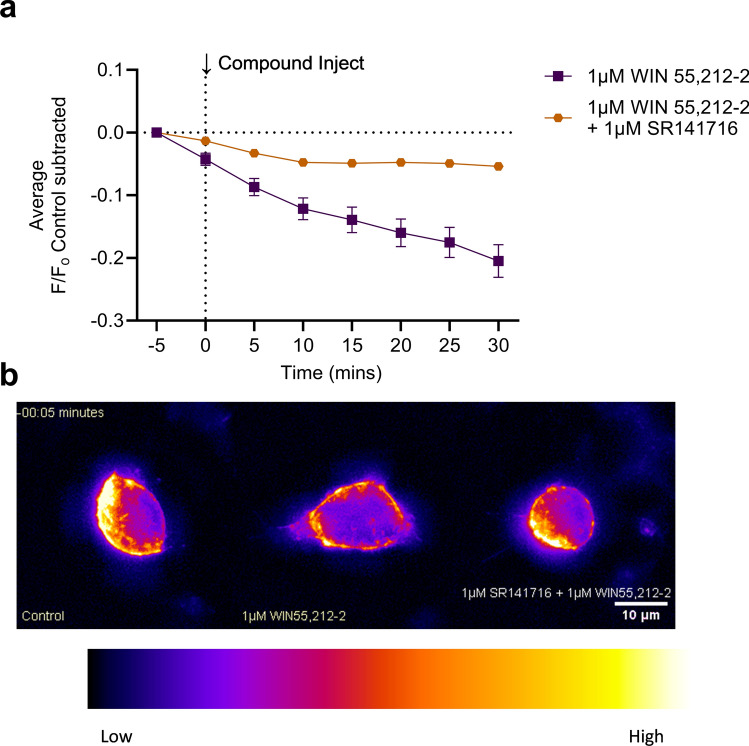 CB1R internalization in AtT20 cells following cannabinoid treatment. AtT20 cells stably-expressing SEP-CB1R were treated with 1 μM WIN55,212-2 with or without 1 μM of the CB1R inverse agonist SR141716A as indicated and CB1R internalization was measured at 5 min intervals with the mean time courses shown. 1 μM WIN55,212-2 n = 47, 1 μM WIN55,212-2 + 1 μMSR141716A n = 57. WIN55,212-2 are the same as those presented in Fig. 4. All data are presented as mean ± S.E.M. of n treated cells.