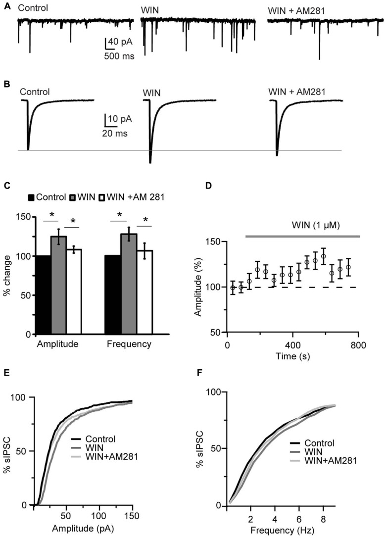 WIN 55,212-2 potentiated inhibitory synaptic transmission in layer 4 of V1. (A) Representative recordings of sIPSCs before (Control), during perfusion of WIN 55,212-2 (WIN, 1 μM) and during perfusion of AM281 (WIN+AM281, 1 μM each). All traces were obtained from the same cell at holding potential -70 mV. (B) sIPSC traces averaged across 150 events for the same conditions shown in (A). (C) Mean amplitude and frequency of sIPSCs increased after WIN 55,212-2 application. The effect was reversed by the CB1 antagonist AM281. Amplitude and frequency are represented relative to Control to show fold changes. Black: control; gray: WIN 55,212-2; white: WIN 55,212-2 + AM281). (D) Time course of sIPSC recordings. The gray bar indicates the presence of WIN 55,212-2 in the bath. (E,F) Cumulative distributions of sIPSC amplitude (E), and frequency (F). Black: control; dark gray: WIN 55,212-2; light gray: WIN 55212-2 + AM281. Data are presented as mean ± SEM, statistical significance is indicated by * for P < 0.05.