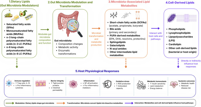 Infographic outlining the interactions between dietary lipids, gut microbiota, microbiota-associated lipid metabolites, and cell-derived lipids, showing how these elements modulate immune regulation, barrier integrity, inflammation, oxidative stress, metabolic homeostasis, and systemic health outcomes, with arrows indicating processes of modulation, transformation, and interaction among these components.