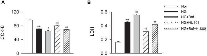 HU308-induced autophagy plays a cardio-protective role in cardiomyocytes under the challenge of HG. (A) Quantitative analysis of CCK-8 assay in murine ventricular cardiomyocytes (n = 6 per group). ∗∗P < 0.01 vs. Nor group; $P < 0.05 vs. HG group; $$P < 0.01 vs. HG group; ##P < 0.01 vs. HG+HU308 group. (B) Quantitative analysis of LDH release in murine ventricular cardiomyocytes (n = 6 per group). ∗∗P < 0.01 vs. Nor group; $$P < 0.01 vs. HG group; ##P < 0.01 vs. HG+HU308 group. Nor, normal; DCM, diabetic cardiomyopathy; Baf, bafilomycin A1.