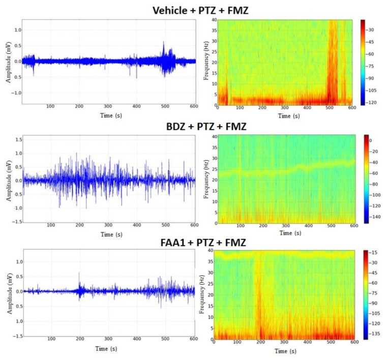 Electrocorticographic tracing and spectrogram recordings after flumazenil administration in control (FMZ) and treated groups with BDZ (5 mg/kg) and FAA1 (300 mg/kg), 10 min after seizure induction with PTZ (60 mg/kg). Recordings made for 600 s.