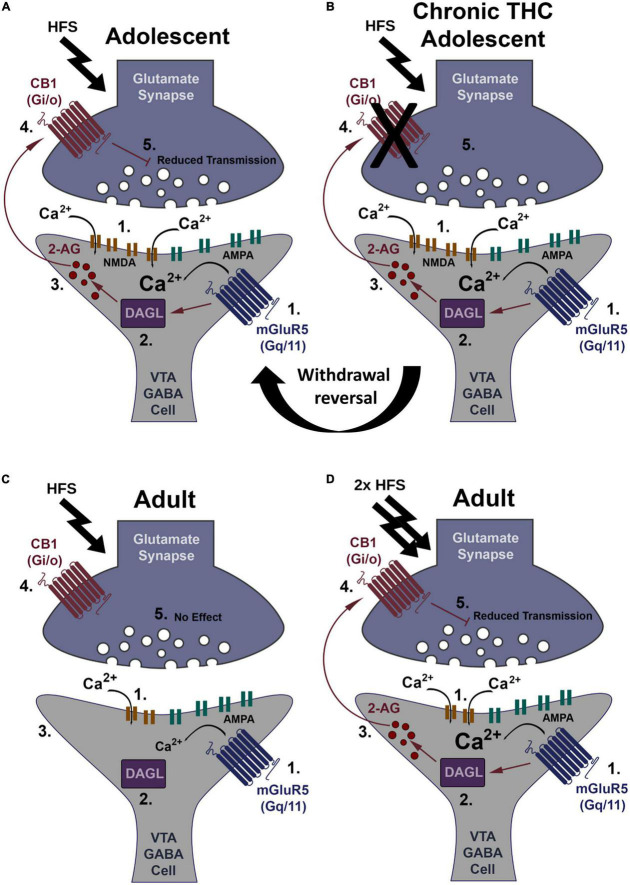 Working model of CB1-dependent LTD of VTA GABA neurons and increased induction thresholds in adults. (A) HFS (2 × 100 Hz) within young mice causes glutamate release sufficient to activate both mGluR5 and NMDA receptors, causing Ca2+ influx (1). Ca2+ activates DAGLα (2), creating the retrograde signaling endocannabinoid, 2-AG (3). 2-AG leaves the postsynaptic neuron and binds presynaptic CB1 receptors (4). CB1 activation depresses glutamate transmission resulting in LTD (5). (B) HFS within young mice chronically exposed to THC does not induce LTD. This loss of LTD is potentially at the CB1 receptor through internalization following constitutive activation by THC or impediments to its signal cascade. Following withdrawal this synapse reverses back to plasticity induction capacity similar to THC naïve (see “Withdrawal reversal”). (C) Within adults, HFS is not strong enough to induced LTD, likely due to a potential decrease in NMDA receptor levels reducing Ca2+ influx (1). Lower Ca2+ levels are insufficient to activate DAGLα (2). No 2-AG is produced (3), CB1 is not activated (4), and there is no LTD (5). (D) Double HFS within adults causes glutamate release sufficient to activate both mGluR5 and NMDA receptors more intensely, causing increased Ca2+ influx (1). Ca2+ activates DAGLα (2), creating the retrograde signaling endocannabinoid, 2-AG (3) that binds the CB1 receptor (4) to induce LTD (5).