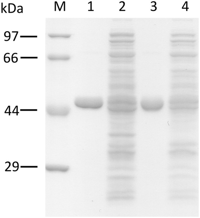 SDS-PAGE analysis of the purified recombinant PKSs. M, molecular mass standards, (1) the purified ORS (3 μg), (2) total soluble proteins from E. coli expressing ORS, (3) the purified CHS (3 μg), (4) total soluble proteins from E. coli expressing CHS.