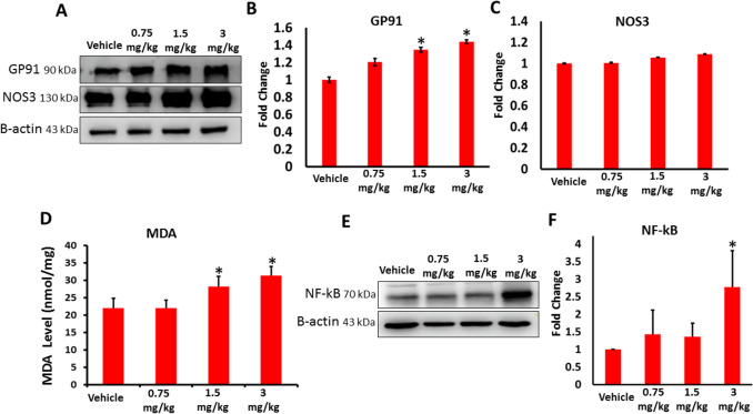 A–C The expression of GP91 and NOS3 in the testes of vehicle and AB-FUBINACA treated groups detected by western blot analysis. D The serum level of malondialdehyde in the testes of vehicle and AB-FUBINACA treated groups determined by TBARS assay (MDA). E, F The expression of NF-kB in the testes of vehicle and AB-FUBINACA treated groups detected by western blot analysis. Data presented as mean ± SEM (n = 3); *P < 0.05 is statistically significant compared to vehicle group