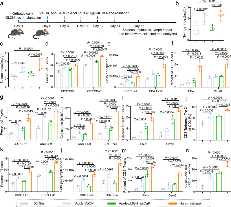 Nano-reshaper improved systemic immune response in GBM-bearing mice.a Orthotopic tumor implantation and treatment scheme for 5% Glu, ApoE-CaCP, ApoE-pLIGHT@CaP and Nano-reshaper therapy. Thymus index (b) and spleen index (c) of intracranial GL261 GBM-bearing mice receiving various formulations on day 15 (n = 5 mice). CD8+ and CD4+ T cells in spleens (d), peripheral blood (g), and DLNs (k) collected from GL261-bearing mice receiving various formulations on day 15 (n = 3 mice). CD8 and CD4 T cell counts in spleens (e), peripheral blood (h), and DLNs (l) obtained from intracranial GL261 GBM-bearing mice receiving various formulations on day 15 (n = 3 mice). Activation status of CD8+ T cells in spleens (f), peripheral blood (i), and DLNs (m) was analyzed by staining for IFN-γ and GzmB after receiving various formulations on day 15 (n = 3 mice). Trp-2 specific CD8+ T cells in blood (j) and CD80+CD86+ DCs in DLNs (n) obtained from intracranial GL261 GBM-bearing mice receiving various formulations on day 15 (n = 3 mice). Data were shown as mean ± SD. Error bars represent SD. Significant differences were evaluated in b–n using one-way ANOVA with Tukey multiple comparisons post-test. Source data are provided as a Source Data file.