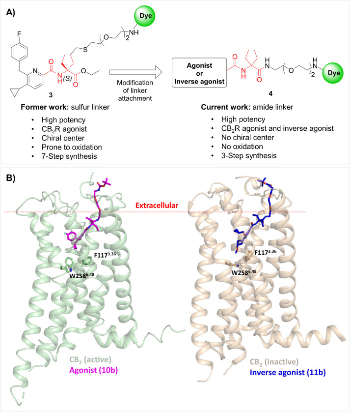(A) Modification of linker attachment from previous work (compound 3; sulfur linker) led to the discovery of a new versatile exit vector (compound 4; amide linker), and the diethylglycine moiety as the centerpiece hub in red. (B) Docking poses of compounds 10b (magenta sticks) and 11b (blue sticks) within active (green; PDB: 6KPF) and inactive (orange; PDB: 5ZTY) states of CB2R, respectively. The red dashed line indicates the approximate boundary of the lipid bilayers. For a detailed description of the docking studies see ESI, S3.†
