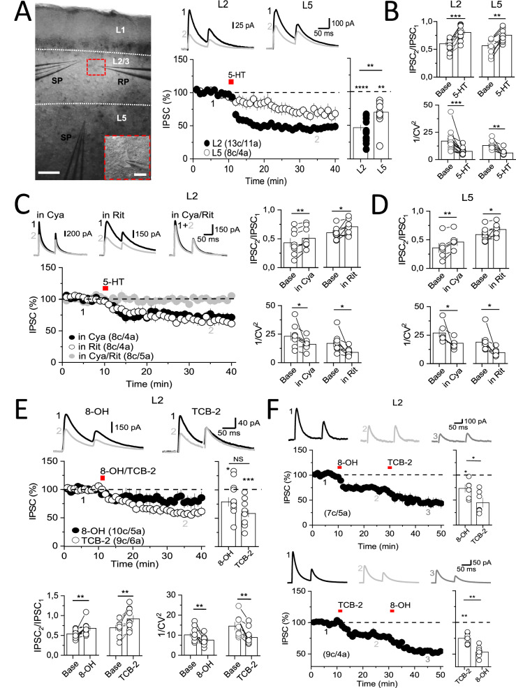 Serotonin presynaptically reduced GABAergic inhibitory inputs onto layer 2/3 pyramidal neurons of the medial prefrontal cortex.A Left: Representative image showing the localization of the recording (RP) and stimulating (SP) pipettes in layer 2/3 and layer 5 of mPFC. Insets show the recording pipette in one pyramidal neuron that was identified by its shape and visualized using an infrared differential interference contrast video micrograph (IR-DIC). Scale bar: 200 μm (high magnification image) and 25 μm (inset image). Right: Representative traces and summarized plots showing that bath application of 5-HT (2 min, 50 µM) depresses eIPSCs elicited by electrically stimulating GABAergic inputs in layer 2/3 or layer 5. B 5-HT-induced depression of eIPSCs was accompanied by changes in paired-pulse ratio (PPR; top panel) and the coefficient of variation (1/CV2; bottom panel). C Representative traces and summarized plots showing that 5-HT-mediated depression in layer 2/3 was barely reduced by either 5-HT1R antagonist cyanopindolol (Cya, 5 µM; black dots) or 5-HT2R antagonist ritanserin (Rit, 4 µM; open dots) but was reduced when both antagonists were applied together (gray dots). Changes in PPR and 1/CV2 were observed in the presence of individual antagonists. D Similar changes in PPR and 1/CV2 in the presence of Cya or Rit were observed in layer 5. E Representative traces and summarized plots showing that activation of 5-HT1ARs (black dots) or 5-HT2ARs (open dots) with 8-OH DPAT (8-OH; 3 µM) and TCB-2 (3 µM), respectively, depressed eIPSCs in L2/3, an effect that was accompanied by changes in PPR and 1/CV2. F Representative traces and summarized plots showing that bath application of 8-OH depresses eIPSCs and subsequent application of TCB-2 further reduced eIPSC. Similarly, TCB-2-mediated depression does not occlude 8-OH-mediated depression. In all panels, data are presented as mean ± SEM, and average sample traces taken at times indicated by numbers are shown next to each summary plot. The number of cells (c) and animals (a) are indicated in parentheses. *P < 0.05, **P < 0.01, ***P < 0.001, ****P < 0.0001. NS not significant.
