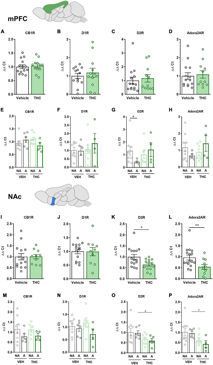 drd1, drd2, adora2a, and cnr1 gene expression in the medial prefrontal cortex (mPFC) and nucleus accumbens (NAc) after adolescent THC exposure in WIN 55,212-2 operant self-administering adult mice. Gene expression measured by the ΔΔCt after RT-qPCR of cnr1, drd1, drd2, and adora2a in the PFC: (A–D) between vehicle and THC pre-treated mice respectively (mean ± SEM, Student’s t-test for CB1R and D1R, U Mann–Whitney for D2R and Adora2AR), (E–H) between “addicted” and “non-addicted” mice respectively (mean ± SEM, Student’s t-test or U Mann–Whitney, *p < 0.05). Gene expression measured by the ΔΔCt after qPCR of cnr1, drd1, drd2, and adora2a in the NAc: (I–L) between vehicle and THC pre-treated mice respectively (mean ± SEM, Student’s t-test, *p < 0.05, **p < 0.01), (M–P) between “addicted” and “non-addicted” mice respectively (mean ± SEM, Student’s t-test or U Mann–Whitney, *p < 0.05) (nVehicle = 16, nTHC = 14; statistical details are included in Supplementary Table 4).