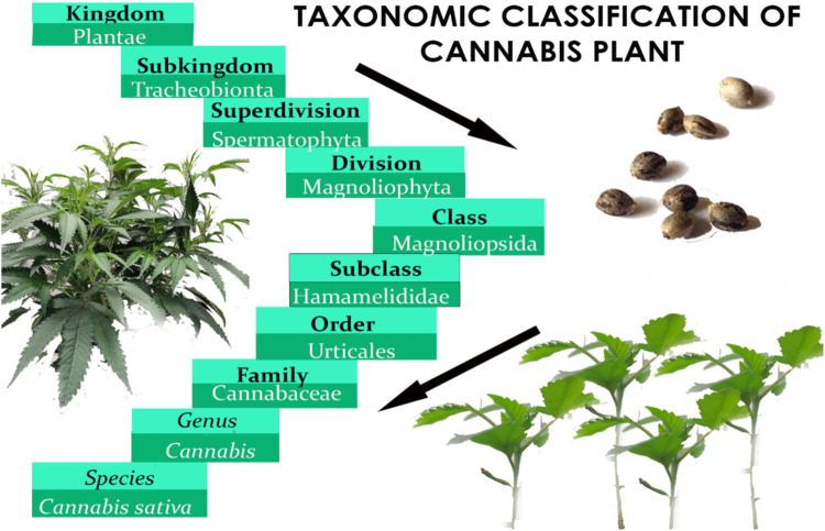 Taxonomic classification of Cannabis plant.
