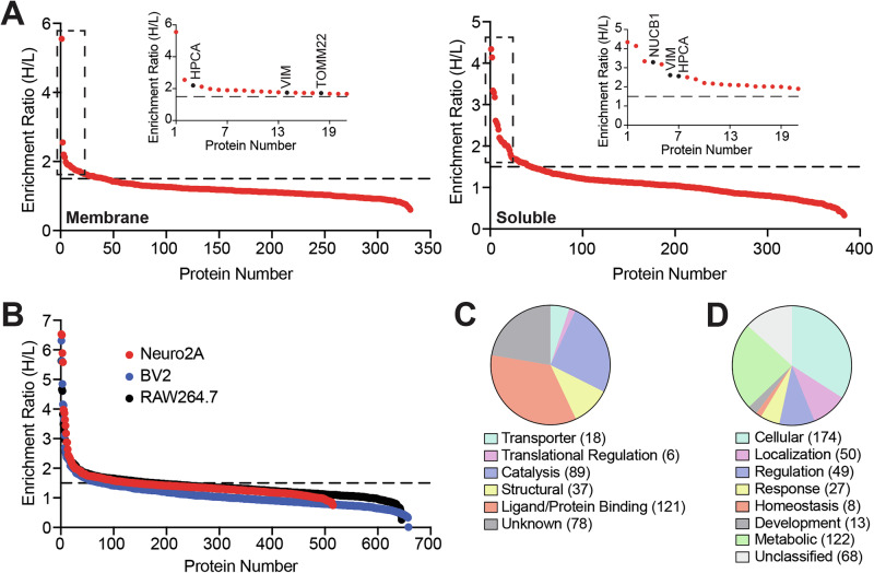 PG-DA versus PA-DA competitive chemoproteomics experiments.A, B A LC-MS/MS based proteomics analysis showing enrichment ratio (heavy:light; H:L) of the total proteins identified in this probe versus probe (PG-DA versus PA-DA) competitive chemical proteomics experiment (each probe was used at 500 μM, 6 mins of UV exposure) done with (A) the membrane and soluble proteomes prepared from the mouse brain; and (B) proteomes prepared from different immortalized mammalian cell lines (Neuro2A, BV2 and RAW264.7). Each data point in (A) or (B) represents the mean of the enrichment ratio obtained for the respective protein from two or three biological replicate for a particular proteome, based on the defined filtering criteria for this proteomics experiment. The horizontal dotted line denotes an enrichment ratio ≥ 1.5, and proteins having an enrichment ratio above this threshold were considered specifically enriched by the PG-DA probe, and taken forward for subsequent analysis. Complete details for all the proteins can be found in Supplementary Data 3. Inset in (A), shows high enrichment of the neuronal calcium sensor Hippocalcin (HPCA), and the mitochondrial translocase sub-unit TOMM22 by the PG-DA probe, along with known MAG interactors such as vimentin (VIM), and nucleobindin 1 (NUCB1). (C, D) Categorization of all the proteins specifically enriched by the PG-DA probe based on all experiments described in (A) and (B), using the Panther database categorization into different: (C) Known molecular functions; and (D) biological processes involved in.