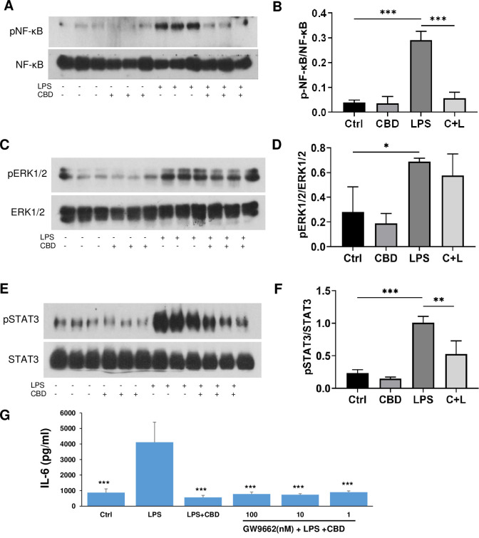 CBD reduced LPS-stimulated phosphorylation of NF-κB/p65 subunit and STAT3, but not MAP kinase in astrocytes and the inhibition of IL-6 did not involve PPARγ.Cells were pre-treated for 2 h with 10 μM of CBD followed by 2 h incubation with 0.1 μg/ml of LPS and lysed in RIPA buffer with proteinase and phosphatase inhibitors. Cell homogenates (20 μg of protein aliquots) were subjected to Western blot analysis using antibodies against pNF-κB/p65 (ser-536) subunit and the general form of NF-κB/p65(A, B), pERK1/2 and the general form ERK1/2 (C, D) and pSTAT3 and the general form of STAT3 (E, F). A, D, E show representative Western blots of each treatment of three replicates. B, D, F are bar graphs showing the average results of triplets of the ratio of phosphorylated NF-κB, ERK1/2 and STAT3 versus their general proteins. The data were analyzed by one-way ANOVA followed by Dunnett’s test. *p<0.05, **p<0.01, ***p<0.001 compared to LPS. F, G: Astrocytes were incubated with medium and increasing doses of GW9662 for 30 min followed by 10 μM CBD. After 2 h, 0.1 μg/ml of LPS was added and incubated for an additional 20 h, and then the supernatants were collected for measurement of IL-6 by ELISA. The results were expressed as mean ± SEM. ***p<0.001 compared to LPS using one-way ANOVA followed by Dunnett’s test.
