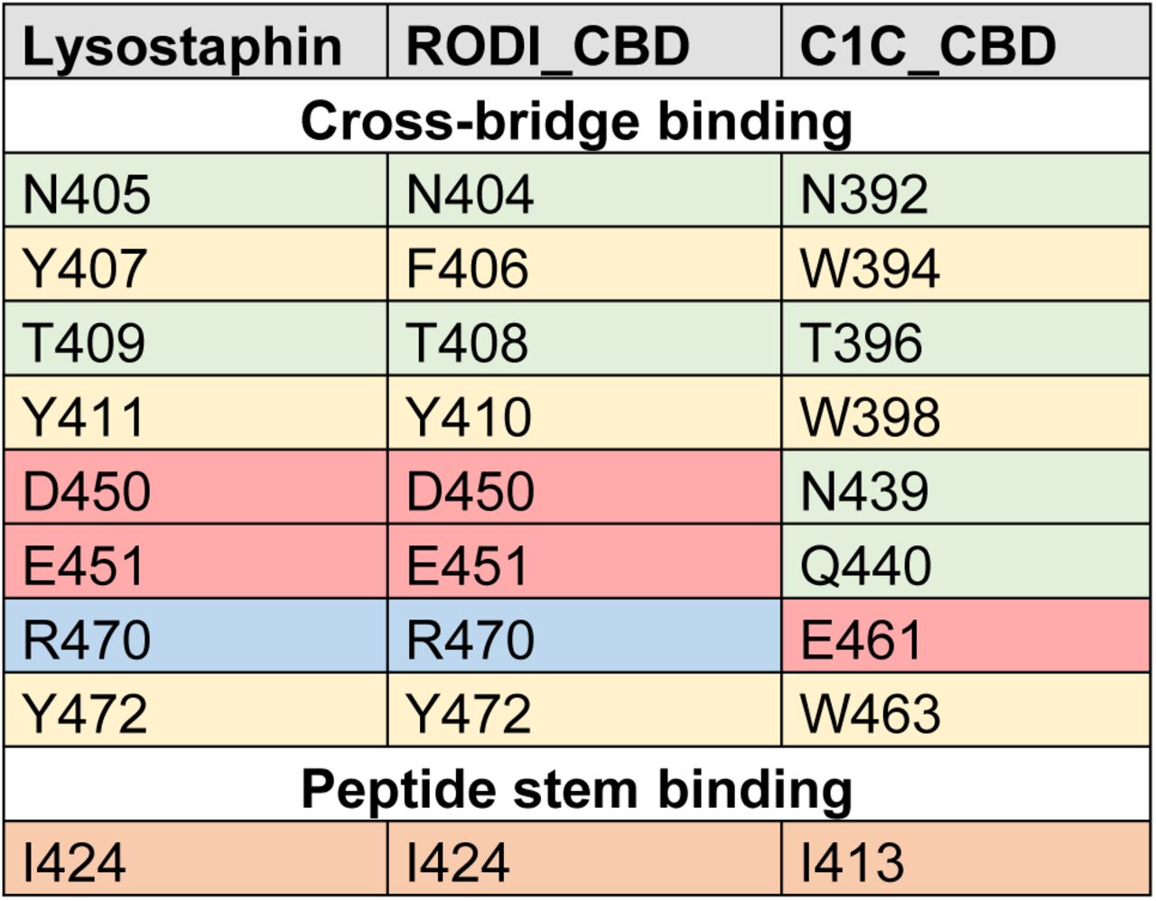 Key residues in SH3_5 domains associated with binding the peptide stem or the cross-bridge according to (22, 23). Cells are colored to highlight different types of amino acids (green = polar non-charged, orange = aliphatic, yellow = aromatic, red = negatively charged, blue = positively charged). Residues are numbered according to the full sequence of the source proteins (lysostaphin = UniProt P10547).