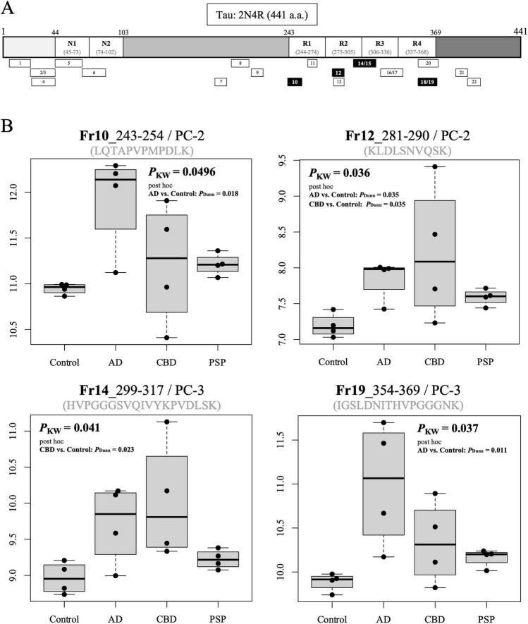 Figure contains two main panels. Panel A displays a schematic diagram of the Tau 2N4R protein structure with labeled domains (N1, N2, R1-R4). Panel B presents four boxplots comparing log2-transformed fragment intensities among Control, Alzheimer’s disease (AD), Corticobasal degeneration (CBD), and Progressive supranuclear palsy (PSP) groups for four Tau fragments (Fr10, Fr12, Fr14, Fr19), each annotated with peptide sequence, Kruskal-Wallis p-values, and significant post hoc test results.