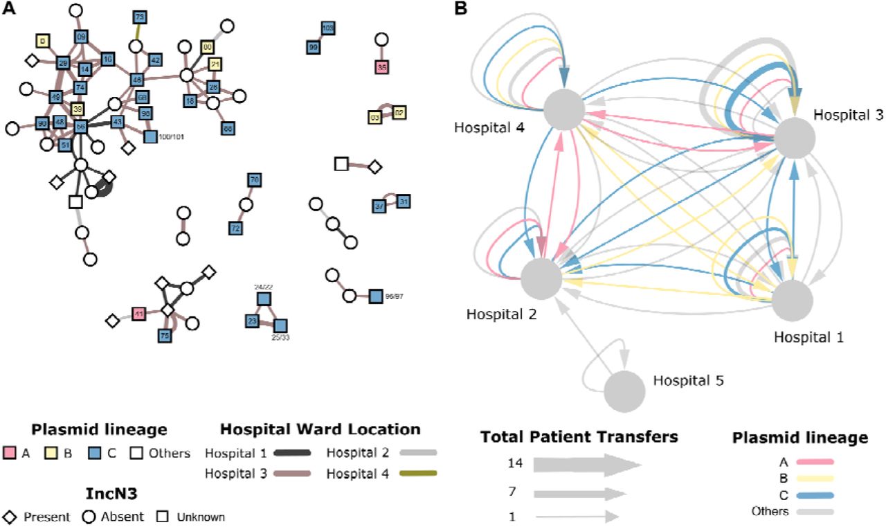 Epidemiology of blaIMPCPE genetic clusters across patient interactions and movement.(A) Patient contact network overlaid with plasmid lineages A, B, and C. Each node represents a patient, edges represent recorded ward contacts between confirmed blaIMPCPE cases. The edges are coloured according to the hospital site and the width of the edge is proportional to the duration of the contact. Nodes are coloured according to the three lineages of IncHI2 plasmids, and patients with isolates that did not have any IncHI2 plasmids detected are coloured in white. Node labels indicate IncHI2 plasmid names in Supplementary Table 4 (e.g., ‘88’ indicates plasmid pIMP88, and ‘100/101’ indicates plasmids pIMP100 and pIMP101 from the same case). The presence/absence of IncN3 plasmids in blaIMPCPE isolates is denoted by node shapes. (B) Hospital-level patient movements. The movement of patients carrying blaIMPCPE are indicated by arrows between hospitals. Repeated transfers of patients between wards are aggregated into edges with proportionally greater edge widths (grouped by sequenced and non-sequenced). Edges with sequencing data are coloured according to IncHI2 plasmid lineages.