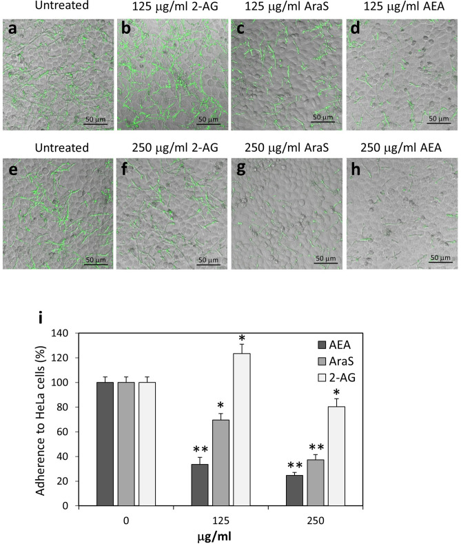 C. albicans treated with AraS showed strong reduction in their adherence to cervical epithelial cells. (a–h) Confocal microscopy of co-cultures of control and AEA-treated C. albicans on confluent HeLa cells. The fungi were pretreated with the indicated concentrations of 2-AG, AraS or AEA for 1 h prior to co-incubation with HeLa cells for an additional 1 h. (i) Quantification of the relative adherence of untreated and treated C. albicans to HeLa cells. 5–7 images were analyzed for each treatment. *p < 0.05, **p < 0.001.