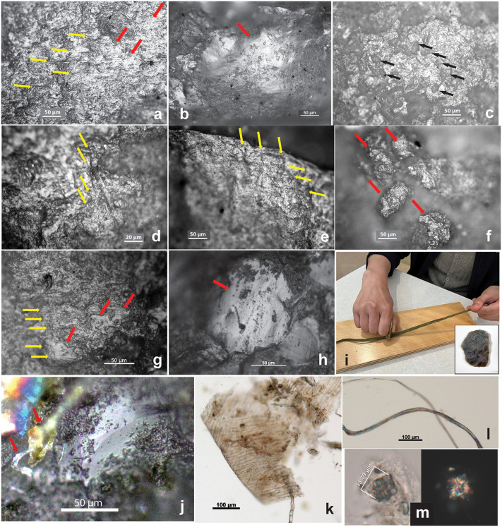 Usewear traces on SZT29 tools (a–f) compared with usewear and residue on experimental tools (g–m).(a-f) SZT29 tools. (a) Microblade (MB5), high polish (indicated by red arrows) and fine striations parallel to the edge (indicated by yellow arrows), compare with (g); (b) flake tool (SF4), high polish, compare with (h); (c) handstone (GS7), high polish with micropitting (indicated by black arrows); (d) flake scraper (SF5), fine striations perpendicular to the edge (indicated by yellow arrows); (e) flake tool (SF8), high polish and fine striations perpendicular and parallel to the edge (indicated by yellow arrows); (f) grinding slab (GS8), isolated polished areas (indicated by red arrows). (g–m) Experimental tools. (g) sandstone knife, cutting and scraping velvetleaf stems, 60 min, high polish and fine striations parallel to the edge (indicated by red and yellow arrows); (h) flint flake, scraping hemp ribbon, 30 min, high polish (indicated by red arrow); (i) scraping hemp ribbon with a chert flake shown in lower right; (j) microfibers attached to the chert flake after use; (k–m) epidermis, microfibers, and crystal found in the residue from the chert after use (hemp ribbons were sourced from Hemp Traders in Los Angeles, California).