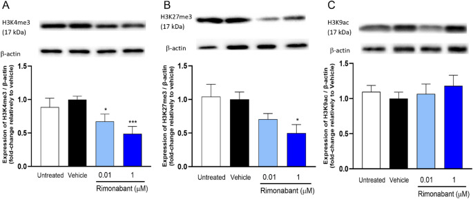 Expression of specific histone modifications associated with PPAEs. The SH-SY5Y cells were incubated for 96 h with 0.01 and 1 µM rimonabant, and the expression of H3K4me3 (A), H3K27me3 (B), and H3K9ac (C) was assessed by Western Blot. Their expression was normalized by the amount of β-actin in each condition and graphically represented as the percentage of expression relative to the vehicle (0.1 % DMSO). Representative protein bands are also shown. Each bar represents the mean ± S.E.M. for at least four independent experiments. * p < 0.05, *** p < 0.001, compared to vehicle (0.1 % DMSO), using a one-way ANOVA, followed by Dunnett’s post-test