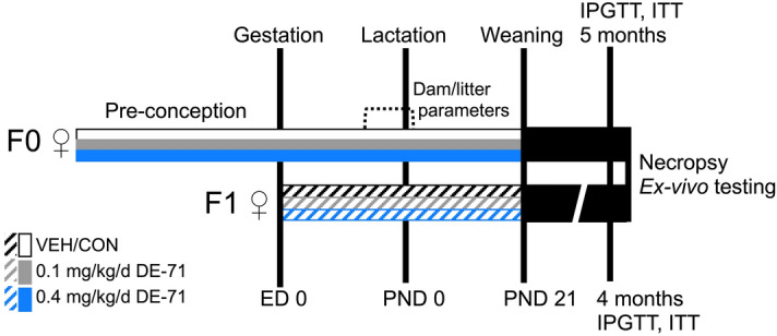 Dosing and testing paradigm used for perinatal and adult exposure to DE-71. Direct exposure to DE-71, represented by solid shading in adult dams (F0♀), began ~ 4 weeks pre-conception and continued daily for ~ 3 weeks of gestation and 3 weeks of lactation until pup weaning at PND 21. Indirect exposure to DE-71, represented by hatched shading, in female offspring (F1♀) occurred perinatally (ED 0 to GD 18) and postnatally via lactation through weaning (PND 0-PND 21) for ~ 39 days. Maternal and litter parameters were taken during GD 15 to PND 0. Using this regimen, exposure duration was 70–80 days for F0 and 39 d for F1. Metabolic endpoints (fasting glycemia, IPGTT, ITT) were examined in adulthood, at 1–2 weeks post-weaning for dams (at ~ 5 months old) and ~ 4 months for offspring. At necropsy, body and organ weights were recorded and blood and organ tissues collected for further analysis: GC/ECNI/MS BDE congener determination, plasma ELISA, UPLC/MS/MS detection of endocannabinoids, epinephrine assay, liver enzymatic activity. GD gestational day, PND postnatal day, ED embryonic day. This figure was created by E.V.K. using Microsoft PowerPoint for Mac Version 16.27 (https://www.microsoft.com/en-us/microsoft-365/p/powerpoint).