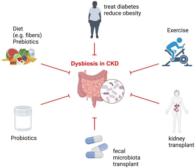 Strategies targeting the gut microbiome to improve cognitive function in patients with CKD.