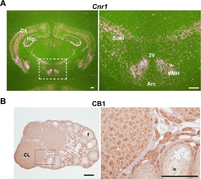 Expression of CB1 transcript and protein in the wild-type (WT) brain (A) and ovary (B) on day 18 of pregnancy.Bar, 100 µm. 3V, third ventricle; Arc, arcuate nucleus of the hypothalamus; Cx, cortex; Hip, hippocampus; Subl, subincertal nucleus; VMH, ventromedial hypothalamic nucleus; CL, corpus luteum; f, follicle; o, oocyte.
