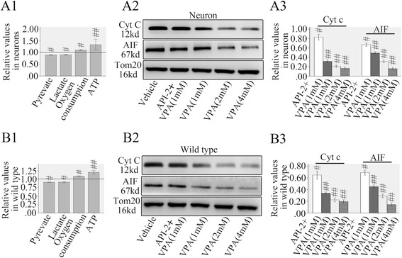 Mitochondrial AKT/complex V pathway regulated neuronal metabolic defects and apoptosis. AKT activator VPA alleviated metabolic defects, cyt c and AIF release in mitochondria purified from injured neurons or wild type mice (A1 and B1). Preincubation 30 min with AKT specific inhibitor API-2 counteracted the VPA induced cyt c and AIF release and a concentration-dependent effect was induced by 2.0 and 4.0 mM VPA (A2, A3, B2 and B3). Tom20 is a mitochondrial protein. Data were expressed as mean ± SE. (#p < 0.05 versus vehicle, ##p < 0.01 versus vehicle)