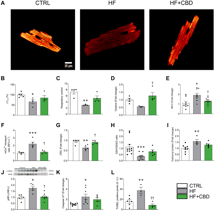 CBD Prevents Mitochondrial Dysfunction and Oxidative Stress Increase in Cardiomyocytes and Cardiac Tissue(A) Representative images of ΔΨm, and (B) its quantification from isolated LV myocytes. From cardiomyocyte-isolated mitochondria: (C) respiratory control, (D) state 3 (phosphorylating respiration). From cardiomyocytes: (E) mitochondrial calcium uniporter (MCU) expression, (F) Mitochondrial Ca2+ transport rate, (G) Ca2+ retention capacity (CRC). From heart homogenates: (H) total protein carbonylation, and (I) reduced glutathione (GSH) and oxidized glutathione (GSSG) ratio (GSH/GSSG ratio), (J) ratio of phosphorylated NFκβ to NFκβ protein expression, (K) caspase 3/7 activity assay, (L) terminal deoxynucleotidyltransferase-mediated dUTP-biotin nick end labeling (TUNEL) assay. The group of HF+CBD was treated with 1 mg/kg of CBD. Data are presented as mean ± SEM; n = 4-11; dots represent individual animals. Data of (B, D-L) were normalized to their control group; analyzed by 1-way analysis of variance test with post hoc Tukey multiple comparisons test. ∗P < 0.05, ∗∗P < 0.01, and ∗∗∗P < 0.001 compared with CTRL. †P < 0.05, ††P < 0.01 compared with HF. Abbreviations as in Figure 1.