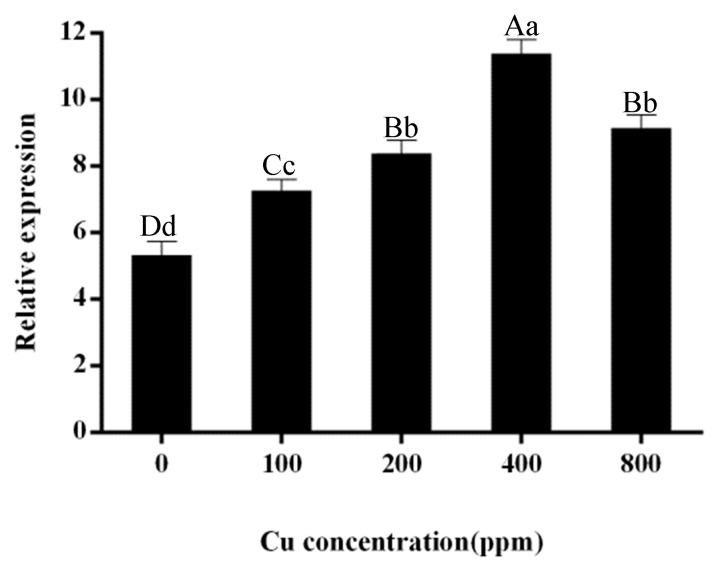 qRT-PCR measurements of the relative expression levels of MaZIP4 gene in WT under different Cu concentrations. The error bars represent the mean ± SD of three replicates. Bars with different letters indicate a significant difference between expression levels at different concentrations (p ≤ 0.05) on the basis of Duncan’s multiple range test.
