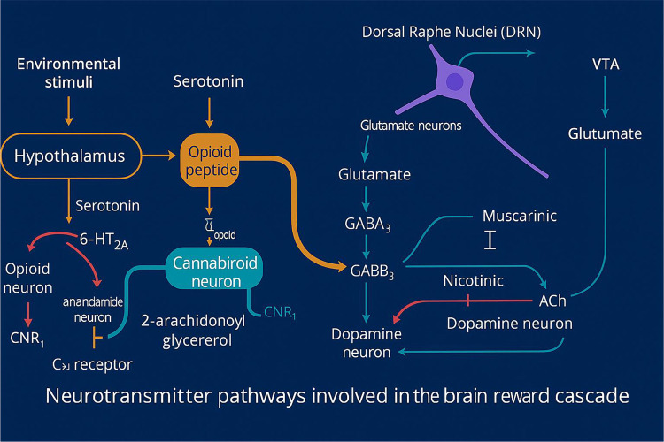 Brain Reward Cascade (BRC): Region-by-region schematic of transmitter–receptor interactions. The diagram depicts a stepwise cascade linking Hypothalamus → Substantia Nigra (SN) → Dorsal Raphe Nuclei (DRN) → Ventral Tegmental Area (VTA) → Nucleus Accumbens (NAc). Serotonin (5-HT) released from the hypothalamus (via 5-HT2A) drives opioid peptide release. In the SN, opioid peptides engage μ-opioid receptors (inhibiting GABA_A neurons, e.g., via enkephalins) and δ-opioid receptors hat promote endocannabinoid signaling (anandamide, 2-AG) acting at CNR1 to further inhibit GABA_A neurons (net disinhibition of downstream output). DRN glutamatergic input (via GLU M3) also contributes to GABA disinhibition in the SN. Disinhibited GABA_Aneurons then suppress the glutamatergic drive to the VTA through GABA_B3 signaling, while VTA glutamateactivates NMDA receptors on dopamine (DA) neurons projecting to the NAc, culminating in DA release (reward signal). In the NAc, acetylcholine (ACh) modulates muscarinic (M) and nicotinic (nAChR) receptors (muscarinic inhibition; nicotinic facilitation), shaping the final reward output. Arrow conventions: red = excitatory; blue = inhibitory; green = modulatory. Abbreviations: 5-HT = serotonin; 2-AG = 2-arachidonoylglycerol; CNR1 = cannabinoid receptor 1; DA = dopamine; ACh = acetylcholine.