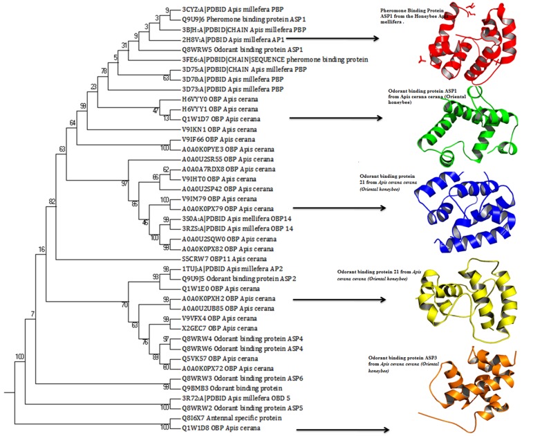 Structure based phylogenetic tree analysis of 43 OBPs using Mega 7 software.