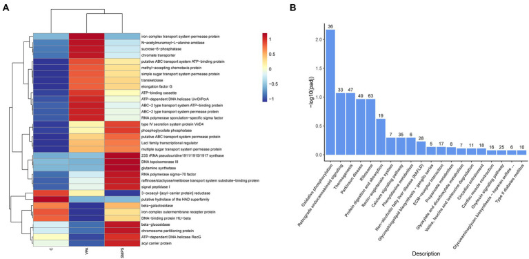 The KEGG analysis for transcript and 16S rRNA profiles. (A) Heatmap of functional annotation and abundance information for 16S rRNA profile among SMPS, VPA and C groups; (B) Bar chart of the enrichment pathways between SMPS and VPA groups.