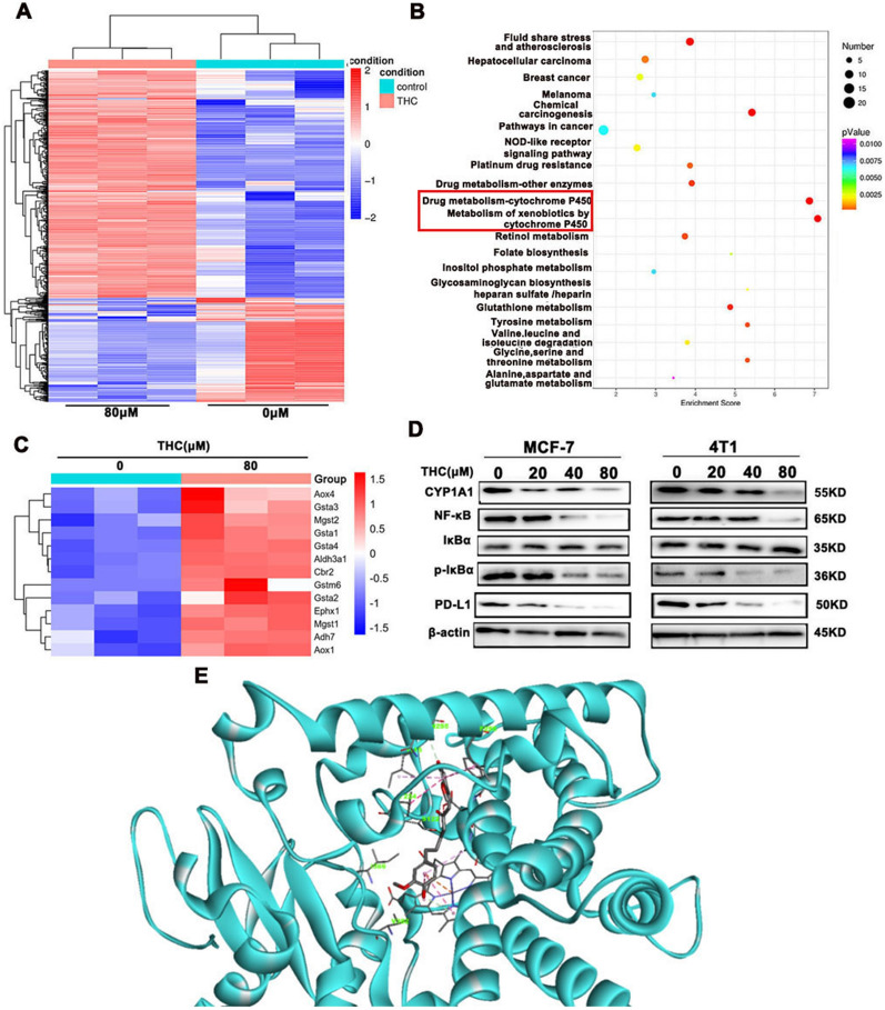 Transcriptomic analysis and molecular docking of THC in breast cancer cells. A Heatmap depiction of differentially expressed genes between different treated groups in 4T1 cells. B KEGG analysis of representative signaling pathways enrichment between different treated groups in 4T1. C Heatmap depiction of differentially expressed genes of Cytochrome P450 enzyme metabolic system signaling pathways. D After different concentrations of THC were stimulated, the CYP1A1, NF-κb, iκBa, phosphorylated iκBa and PD-L1 protein expression was verified by Western Blot assay in MCF-7 and 4T1cells. E: Molecular binding mode of THC and P4501A1 protein