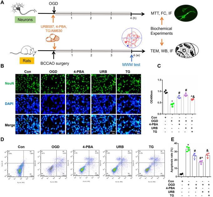 Effects of URB597, 4-PBA, and TG on HT22 cell survival and apoptosis in OGD. A An experimental flow chart. B Representative NeuN (green) immunofluorescence for HT22 neuronal cells. C Statistical analysis of the cell viability using the MTT assay. D, E Cellular apoptosis was detected by Annexin V-FITC/propidium iodide flow cytometry analysis. ∗p < 0.05 νs. Con, #p < 0.05 νs. OGD, ^p < 0.05 νs. 4-PBA, &p < 0.05 νs. URB597, (n = 4). Magnification: 200×, scale bar: 50 μm