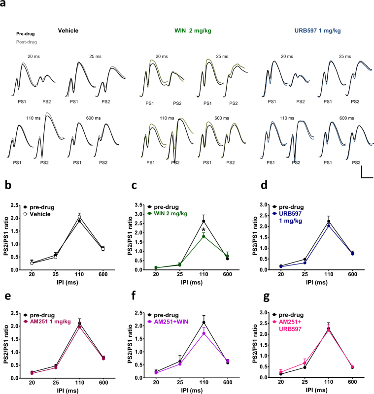 WIN, but not URB597 negatively affected STP in naïve rats. In (a) representative field potentials after paired stimulations 20, 25, 110 and 600 ms apart at the pre-drug condition (dark traces) and after drug administration (coloured traces) in vehicle, WIN (2 mg/kg) and URB597 (1 mg/kg) treated rats. Scale bar = 2 mV and 5 ms. Graphs represents the mean ratios at each interpulse interval (IPI) before (pre-drug) and after administration of drugs. Administration of vehicle (b), URB597 (d), AM251 (e) and AM251 + URB597 (g) had no effect on STP, whereas WIN selectively impaired paired pulse facilitation (c). The effect of WIN was abolished by pre-administration of AM251 (f). One-way ANOVA for repeated measures followed by Bonferroni’s post hoc test; *p < 0.05 versus control (pre-drug) group.