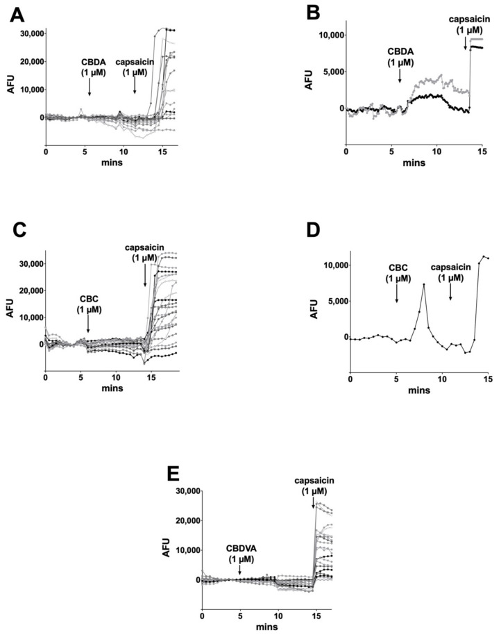 CBDA, CBC, and CBDVA rarely increased intracellular calcium in DRGs. (A) Sample time course shows calcium response in DRGs after treatment with CBDA (1 μM) followed by TRPV1 agonist capsaicin (1 μM), (B) on rare occasions (2%) DRG neurons responded to CBDA, (C) Sample time course shows calcium response in DRGs after treatment with CBC (1 μM) followed by capsaicin (1 μM), (D) on rare occasions (~1%) brief responses were seen after CBC treatment. (E) CBDVA failed to induce calcium responses in any cells tested.