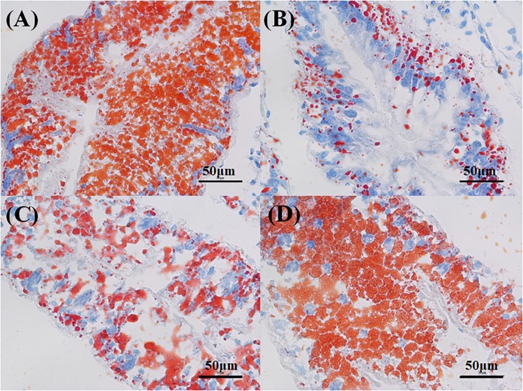 Effects of the vitamin A on the Aroclor 1254-mediated lipid droplets of hepatopancreas; control group (A), PCB-only group (B), PVA80K group (C), PVA240K group (D).