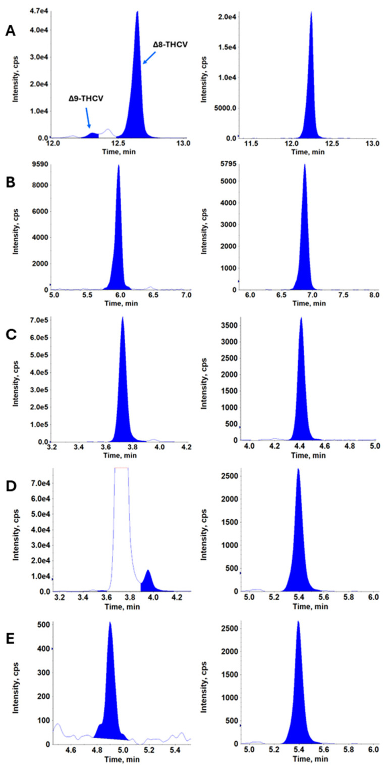 Representative extracted ion chromatograms of plasma samples from a subject after oral administration of highly purified Δ8-THCV in MCT oil. The left extracted ion chromatogram shows the analytes of interest, and the right extracted ion chromatogram shows the corresponding internal standards (IS). The concentrations for this sample were (A) Left Δ9-THCV 2.4 ng/mL, Right Δ8-THCV 69.8 ng/mL, IS Δ9-THCV-d5; (B) 11-hydroxy-Δ8-THCV 11.8 ng/mL, IS 7-hydroxy-CBD-d3; (C) Δ8-THCV-COOH 1026 ng/mL after 1:20 dilution, IS 7-CBD-COOH-d3; (D) Δ9-THCV-COOH 33.2 ng/mL, IS Δ9-THC-COOH-d3; and (E) Δ8-THC-COOH 1.4 ng/mL, IS Δ9-THC-COOH-d3.