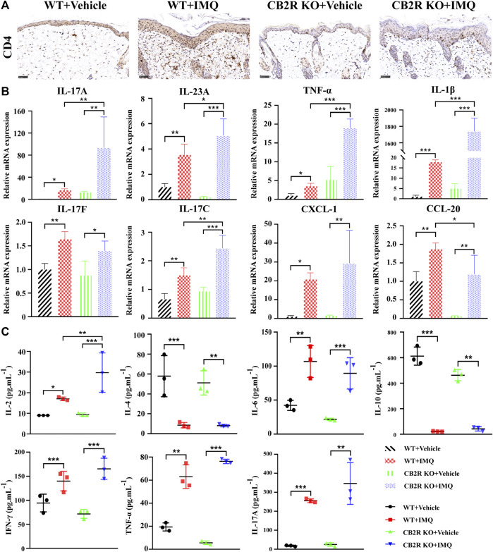 Effects of CB2R on the infiltration of CD4+ T cell and expression levels of inflammatory cytokines in mice with IMQ-induced psoriasiform dermatitis. (A) The representative immunohistochemical staining images of IMQ- and vehicle- treated skin in WT and CB2R KO mice at day 7. Scale bar represents 50 μm.(B) Real-time quantitative PCR was performed to quantify the mRNA level of IL-17A, IL-23A, TNF-ɑ, IL-1β, IL-17F, IL-17C, CXCL-1, CCL-20 in the skin biopsies from mice. Data are obtained from duplicate samples from five mice in each group. (C) CBA assay was performed to quantify the protein level of IL-2, IL-4, IL-6, IL-10, IFN-γ, TNF-ɑ and IL-17A in the serum from mice. All the assays were repeated three times with consistent results. Error bars represent mean ± SD. *p < 0.05, **p < 0.01, and ***p < 0.001 when compared.
