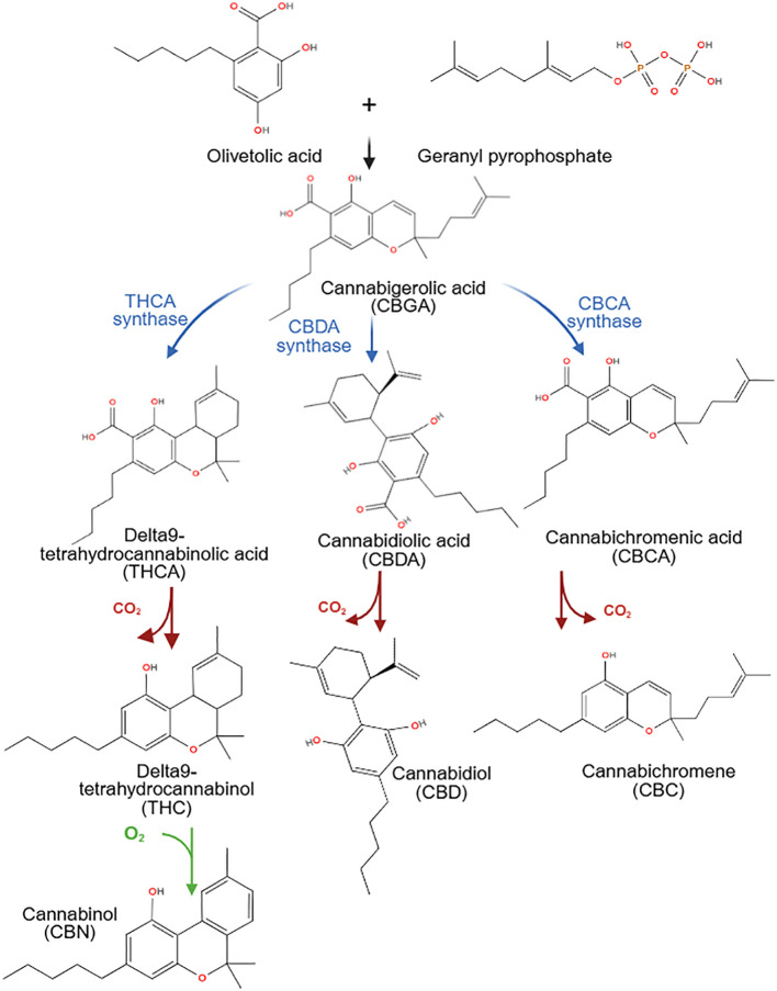 Chemical pathway diagram illustrating the biosynthesis of major cannabinoids from olivetolic acid and geranyl pyrophosphate to cannabigerolic acid (CBGA), which branches into THCA, CBDA, and CBCA by their respective synthase enzymes, with subsequent decarboxylation and oxidation steps leading to THC, CBD, CBC, and CBN, accompanied by their chemical structures.