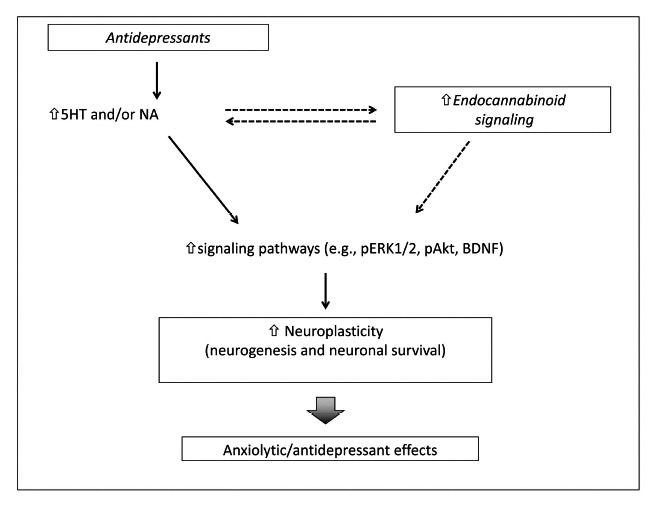 Interaction between antidepressants and the endocannabinoid system. Continuous arrows show proposed mechanisms of the neuroplastic hypothesis of antidepressant actions. Dashed arrows indicate possible interaction sites between antidepressant and endocannabinoids effects. 5HT: serotonin, NE: norepinephrine.