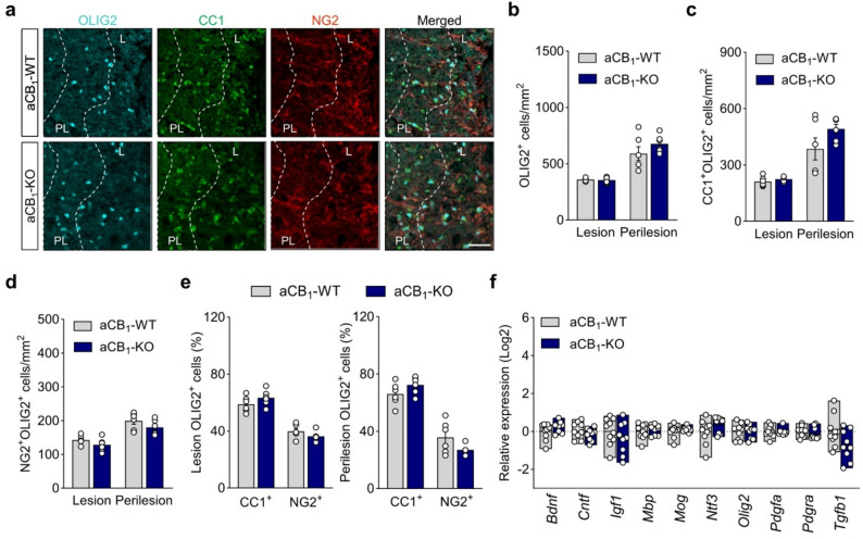 Astrocyte CB1R do not modulate oligodendrocyte populations in EAE inflammatory lesions. a Representative images of spinal cord lesions from aCB1-KO and aCB1-WT mice at acute EAE immunostained for OLIG2, CC1 and NG2 as markers of oligodendrocyte lineage cells, mature oligodendrocytes and oligodendrocyte precursor cells, respectively, show low cell densities in the lesion (L) and enrichment in the perilesion area (PL, dashed lines). Scale bar = 40 μm. b-d Quantitative analyses show similar densities of oligodendrocyte populations in the plaque and periplaque of aCB1-KO and aCB1-WT mice (n = 6 mice). e Percentages of oligodendrocytes (CC1+) and OPCs (NG2+) in the OLIG2+ population indicate equal proportions of mature cells in the lesion and perilesion of aCB1-KO and control littermates. f Gene expression analysis of oligodendrocyte/myelin markers and pro-myelinating molecules in spinal cord tissue from aCB1-KO and aCB1-WT mice at acute disease (n = 9–10 mice). Error bars express SEM